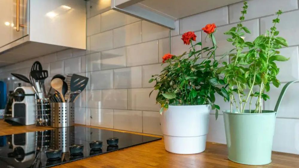 6 Tanaman Hias Dapur Pembawa Rezeki yang Mudah Dirawat, Bawa Keberuntungan, Kesehatan dan Kesegaran