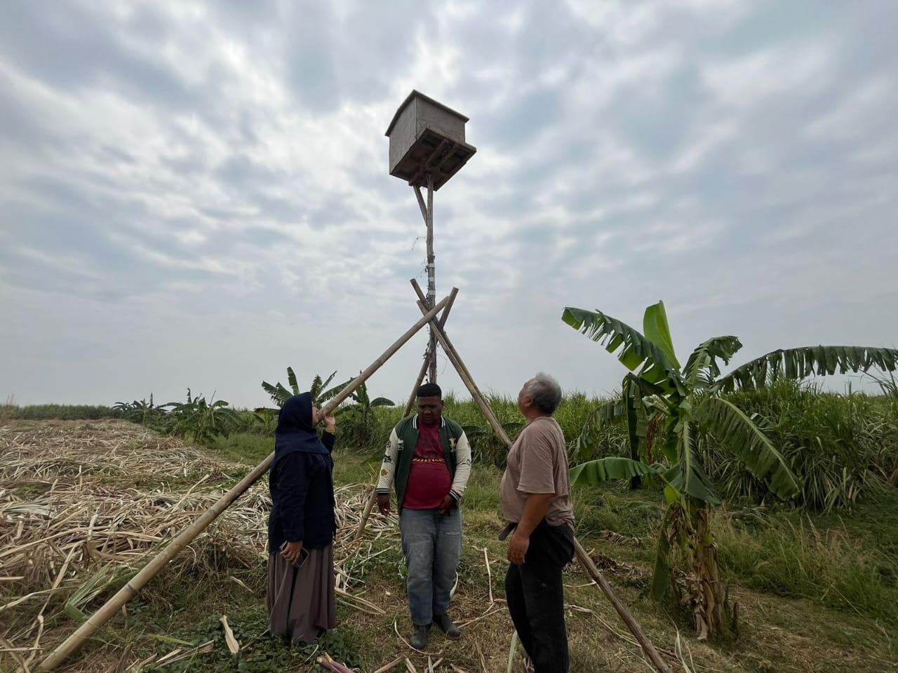 Solusi Ramah Lingkungan : Rumah Burung Hantu Jadi Andalan Kendalikan Hama Tikus di Lahan Tebu Majalengka