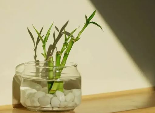 Ada 5 Tempat Penempatan Bambu Air Terbaik Sesuai Feng Shui, No. 1 Bisa Bawa Keberuntungan dan Rezeki