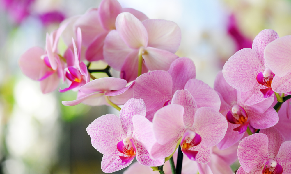 Diam-diam Bikin Hoki! Ini 15 Tanaman Hias Penarik Rezeki dan Keberuntungan