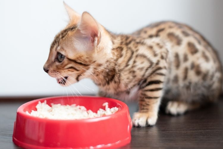 Cara Membuat Makanan Kucing Telur Dan Nasi Dengan Mudah !