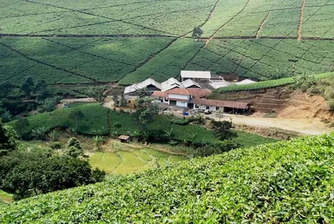 Majalengka Memiliki Kebun Teh  Cipasung dengan Nuansa Estetika Memanjakan Mata