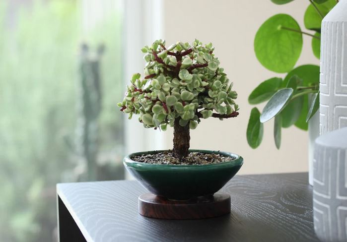 Menghambat Rezeki Pemilik, Berikut 7 Tanaman Pembawa Sial yang Tidak Boleh Sembarangan ditaruh Sekitar Rumah