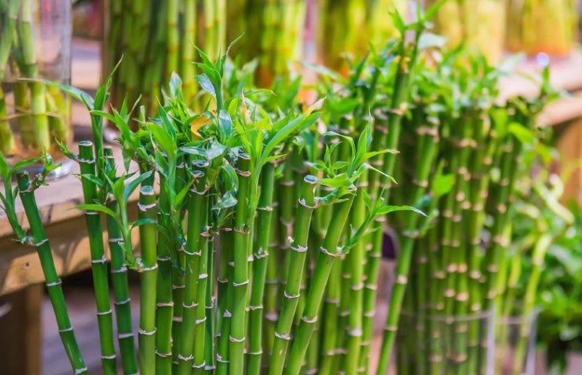 Jarang Diketahui! Ini 5 Tanaman Hias Penarik Rezeki dan Pembawa Rezeki yang Bisa Ditanam Depan Rumah