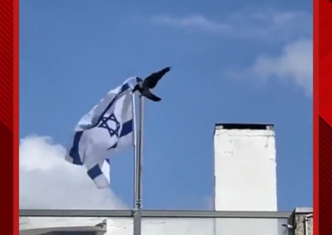 Seekor Burung Bisa Lepas Bendera Israel dari Tiangnya, Ada Pertanda Apa?