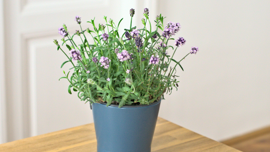 Minimal Punya Satu! Daftar 7 Tanaman Hias Penarik Rezeki Sekaligus Pengusir Nyamuk Alami