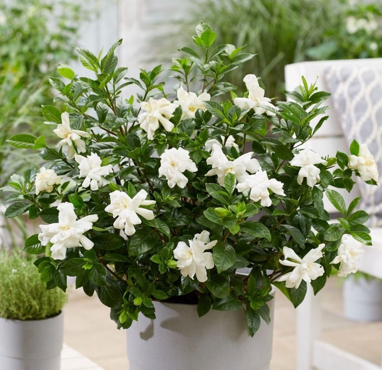 7 Tanaman Hias Indoor Pembawa Keberuntungan di Dalam Rumah, Perawatan Mudah Serta Hemat!