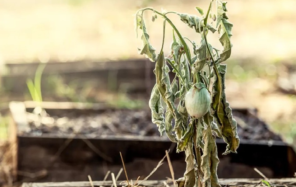 Sebaiknya Dihindari! Berikut 6 Tanaman Hias Penghambat Rezeki yang Dipercaya Pembawa Sial 2026, No 4 Beracun