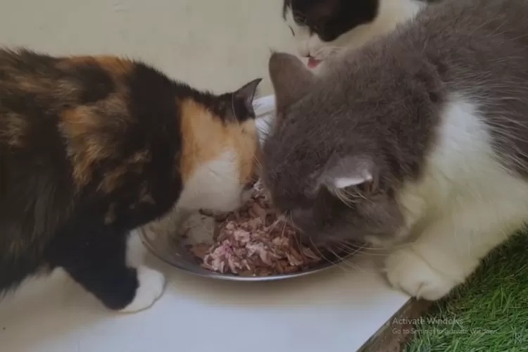 Cara Membuat Makanan Kucing Sendiri Dengan Mudah Dan Mencukupi Kebutuhan Nutrisi Kucing
