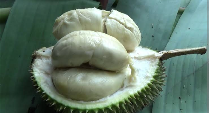 Majalengka Punya Varian Durian 