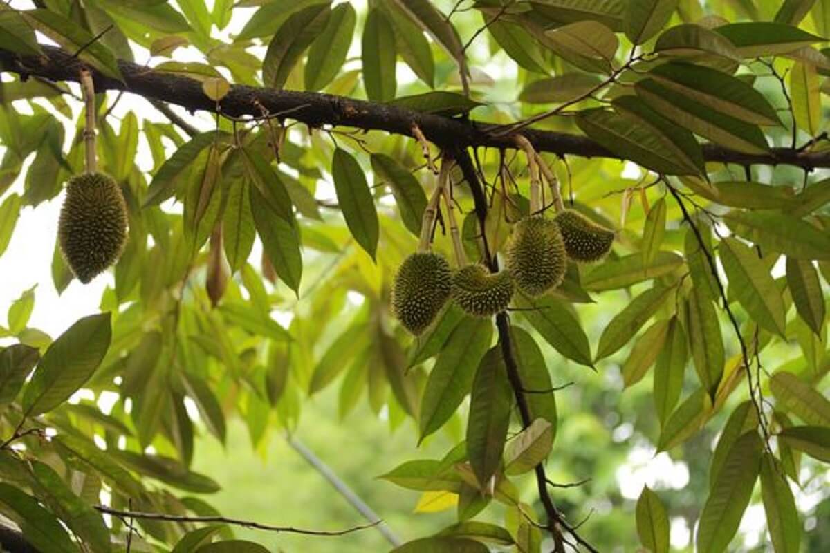 Durian Majalengka : Mengenal Buah Tropis dari Tanah Parahyangan Yang Jarang Orang Ketahui 