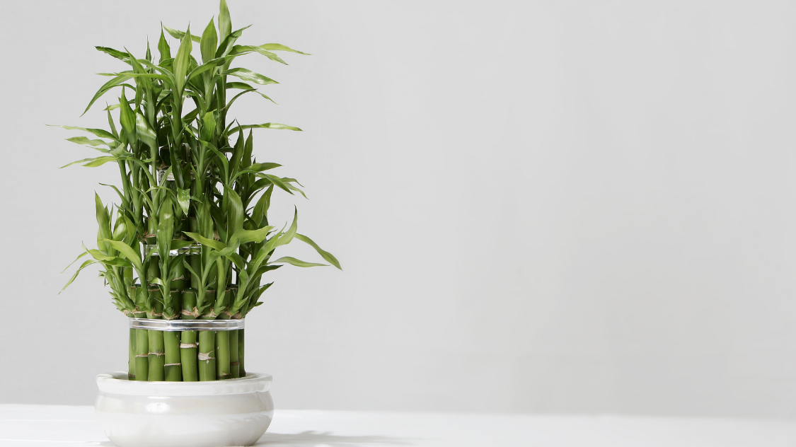 Bambu Air Tanaman Pembawa Hoki, Ini Penempatan yang Tepat dalam Feng Shui Agar Rezeki Lancar!