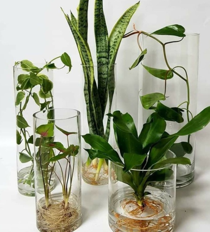 Solusi Cantik Bawa Rezeki dan Energi Baik di Rumah, Ini 5 Pilihan Tanaman Hias Hidroponik Hemat Tempat di Dala