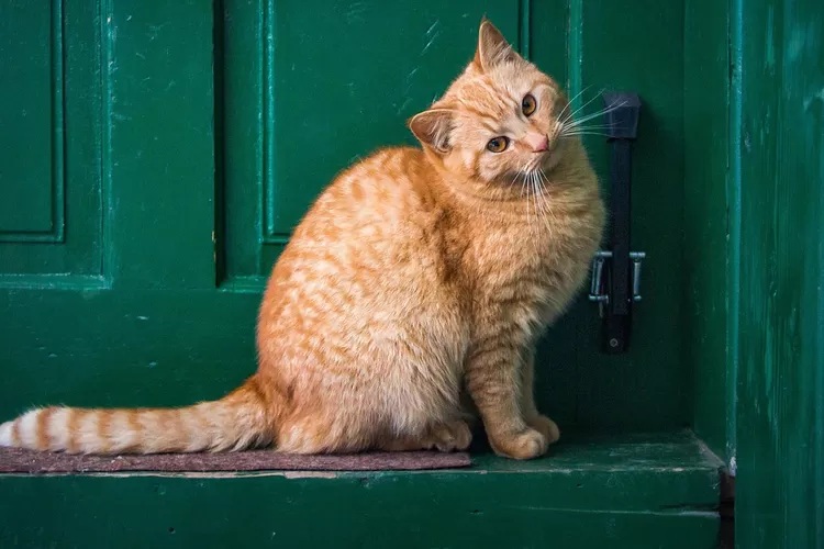 Arti Dari Datangnya Kucing Ke Rumah Menurut Islam Membawa Kebaikan