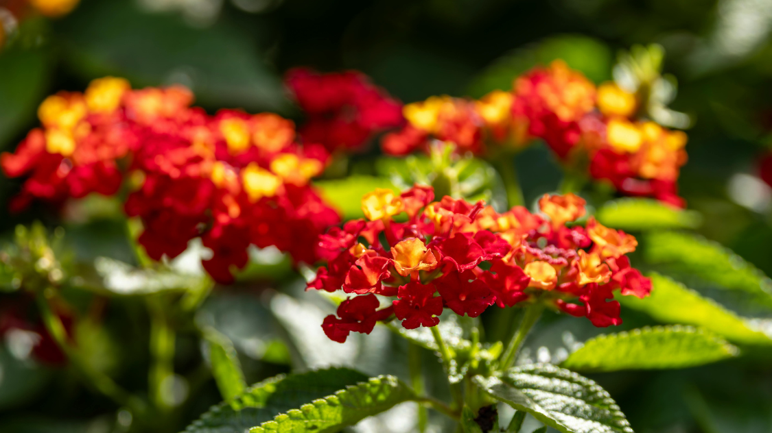 Halaman jadi Estetik! 10 Tanaman Hias Outdoor Daun Cantik dan Bunga Indah Mudah Dirawat
