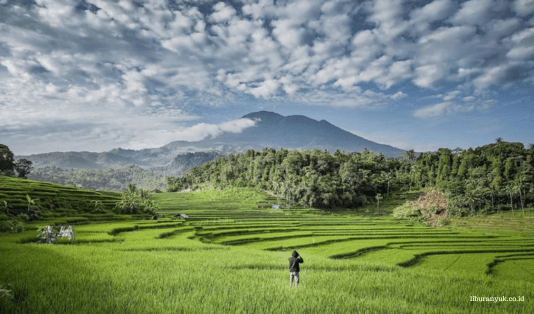 Terasering Ciboer Pass, Pesona Keindahan Sawah Terasering Mirip di Ubud Bali