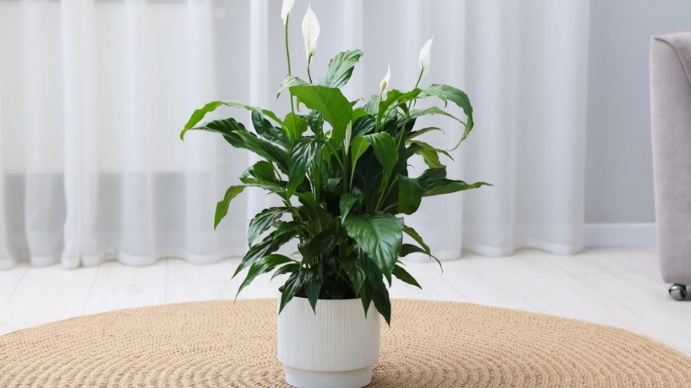 Rumah Lebih Tenang dan Sejuk, Berikut 7 Tanaman Hias Pengusir Energi Negatif!