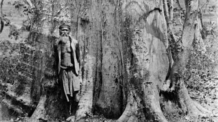 Dianggap Pohon Suci, Orang Ini Pertama Bawa Tumbuhan Jati ke Tanah Jawa, Ditanam di Area Candi Hormati Shiwa
