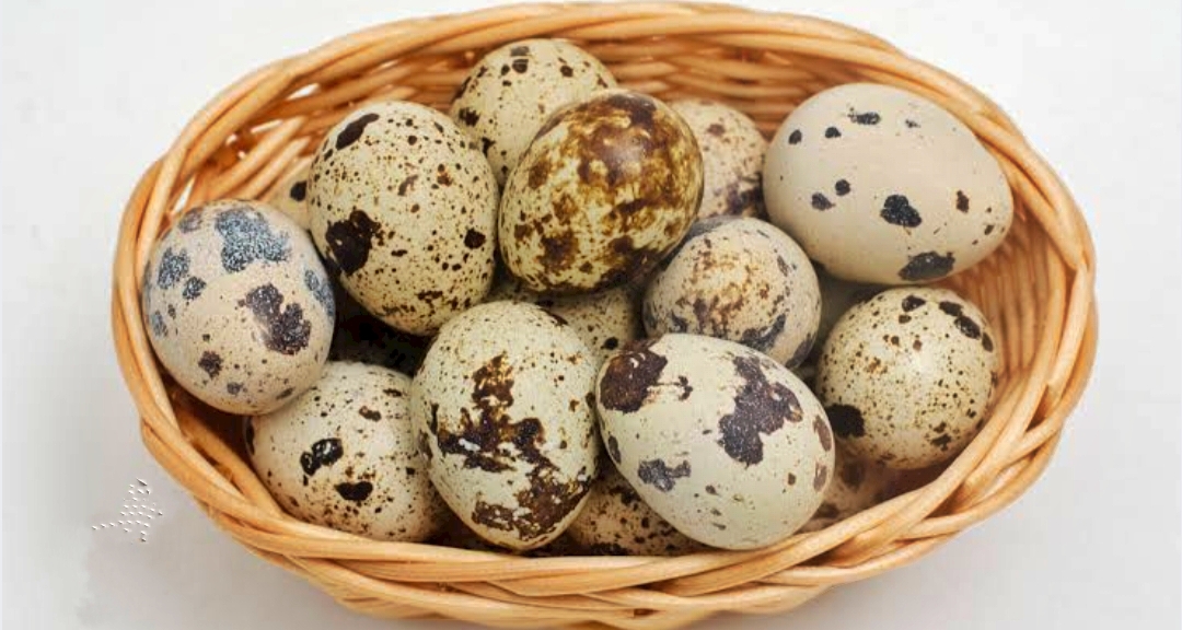 Kenali 5 Manfaat Telur Puyuh Yang Sangat Menyehatkan Bagi Tubuh 