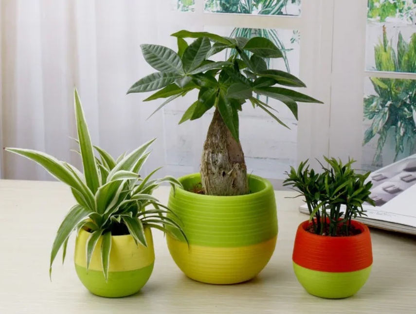 Solusi Ubah Halaman Sempit Jadi Cantik, 5 Pilihan Tanaman Hias Hidroponik Ini Bisa Jadi Solusinya