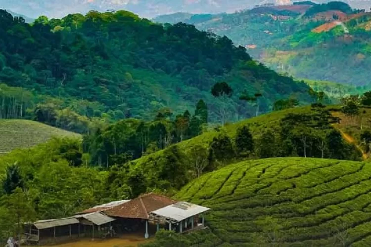 Kebun Teh Cipasung, Menikmati Pesona Alam Eksotis dan Hijau di Lereng Gunung Cakrabuana