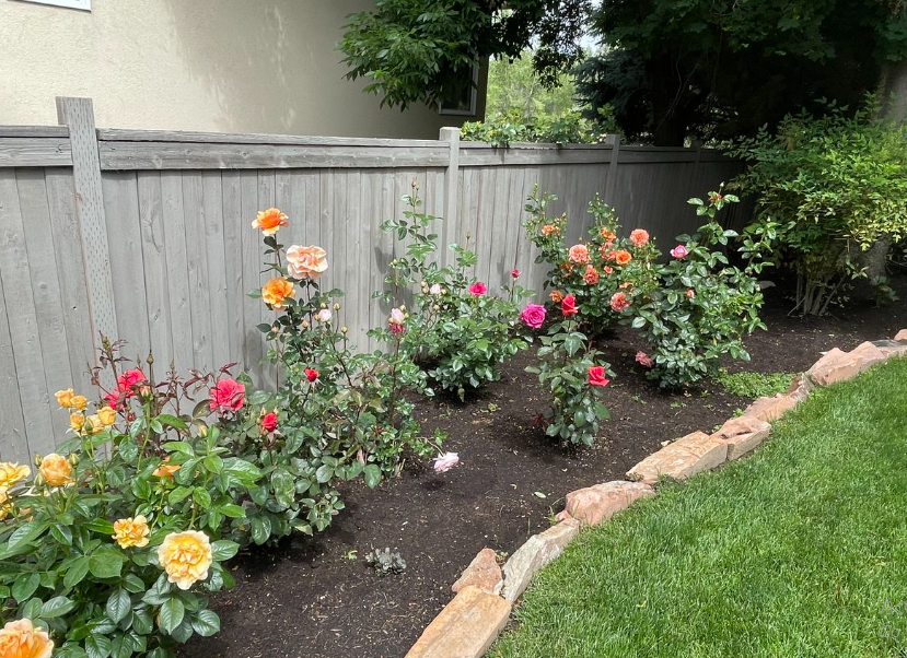 Rumah Jadi Lebih Hidup! Ini Tanaman Hias Bunga yang Cantik dan Mudah Dirawat, Pemula Wajib Tahu