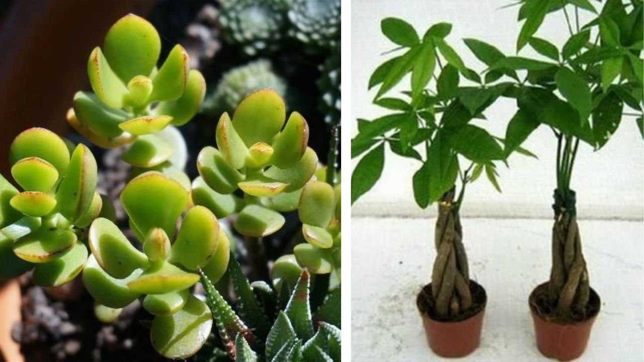 Kupas Fakta Dari Mitos 4 Tanaman Hias Pembawa Keberuntungan 2026, Ternyata Ini Faktanya!