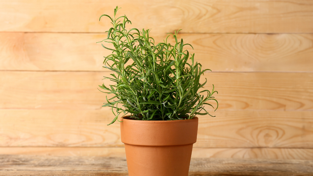 Bukan Racun! 5 Tanaman Hias Ini Ternyata Paling Ampuh & Ditakuti Tikus di Dalam Rumah