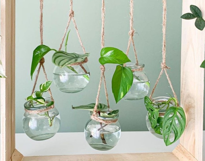 Rekomendasi 7 Tanaman Hidroponik Indoor yang Cantik dan Mudah Dirawat di Dalam Rumah