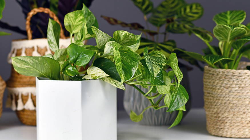 Rahasia Rumah Sejuk dan Sehat, Berikut 7 Tanaman Hias Ini Bikin Udara Lebih Bersih!