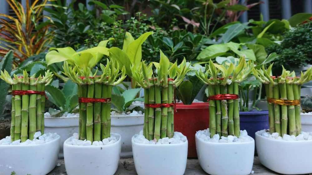 Rahasia Energi Positif dan Keberuntungan, Inilah 5 Tanaman Hias Pembawa Hoki yang Mudah Dirawat di Rumah