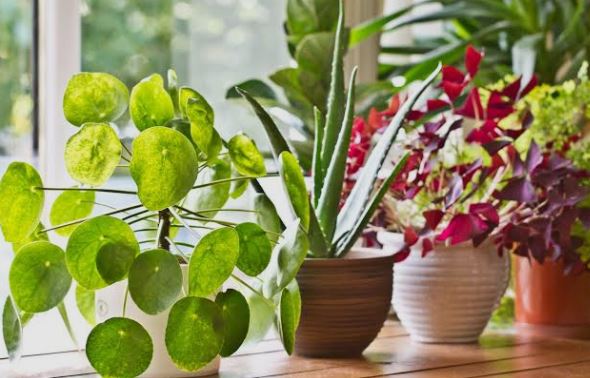 8 Pilihan Tanaman Hias Pembawa Kekayaan & Rezeki Ini Mudah Dirawat, Bisa Menyaring Udara dan Estetik 