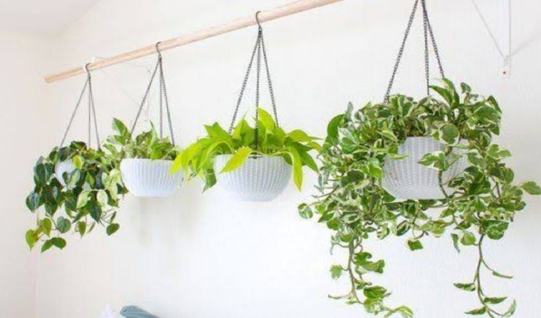 Rekomendasi 5 Jenis Tanaman Hias Gantung yang Cocok untuk Mempercantik Hunian, Bisa untuk Indoor dan Outdoor