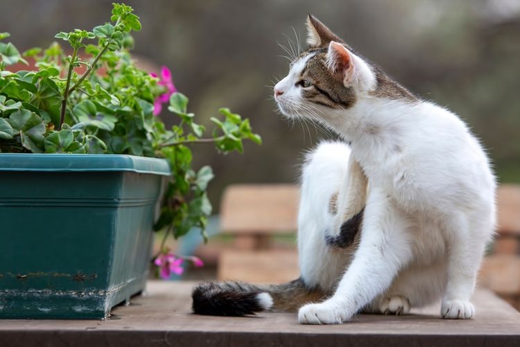 Tanaman Indah Dibenci Oleh Kucing Akibat Aromanya