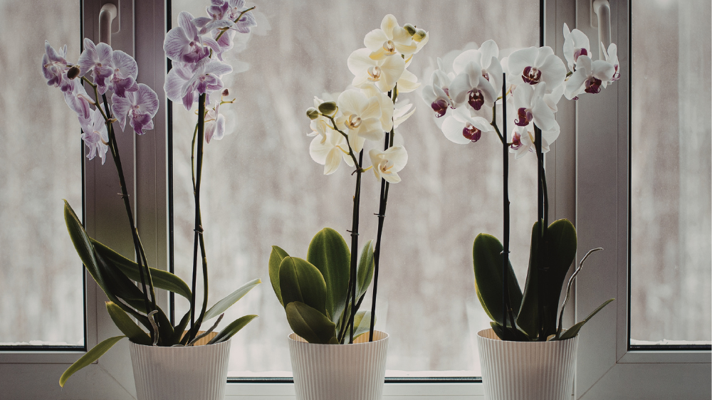 Bikin Rezeki Lancar! Simak 7 Tanaman Hias Pembawa Kekayaan yang Mudah Dicari