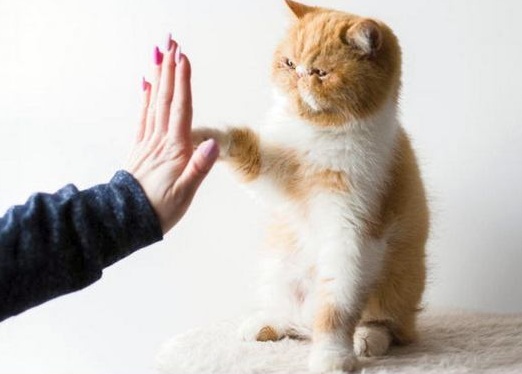 4 Tips Melatih Kucing Peliharaan Supaya Nurut