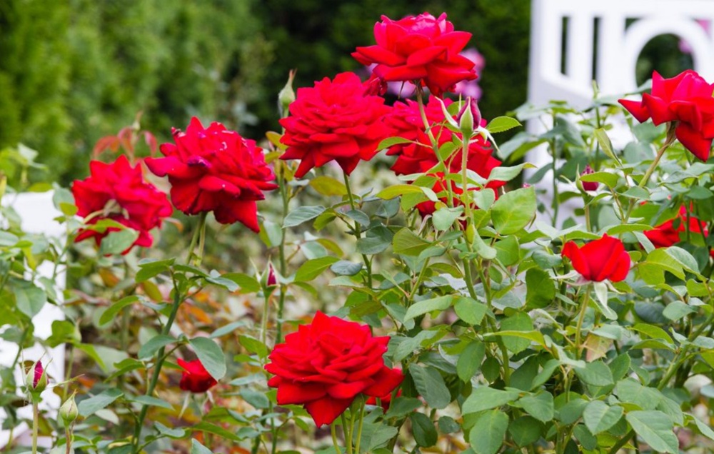 Cantik Namun Mematikan, Berikut Rekomendasi 5 Jenis Tanaman Hias Berduri Tajam