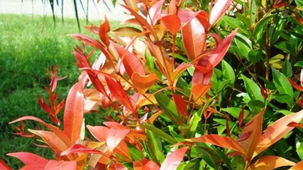 Teras Rumah Panas? 6 Pohon Peneduh Dalam Pot Ini Bikin Hunian Modern Adem, Estetik dan Lebih Hidup