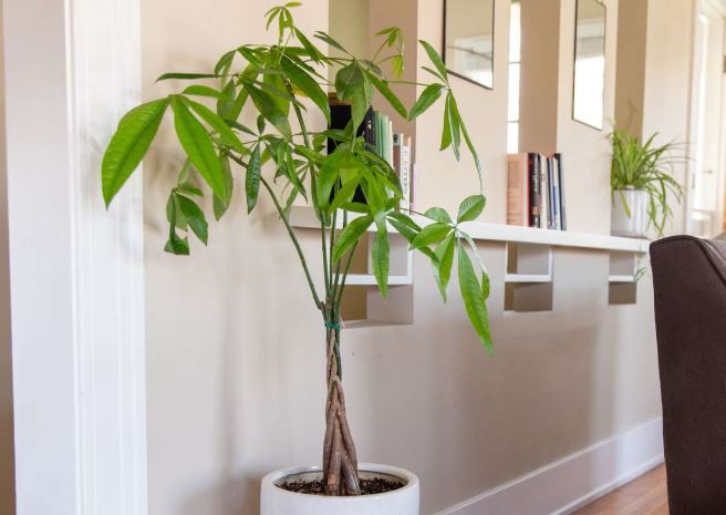 Ubah Udara Kotor Menjadi Energi Positif Pembawa Hoki, Berikut 6 Tanaman Hias Pembawa Keberuntungan 2026