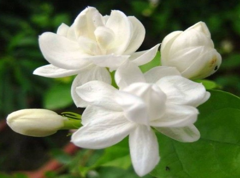 Buat Tidur Jadi Lebih Nyenyak, Berikut 3 Manfaat Menanam Tanaman Melati di Dalam Kamar 