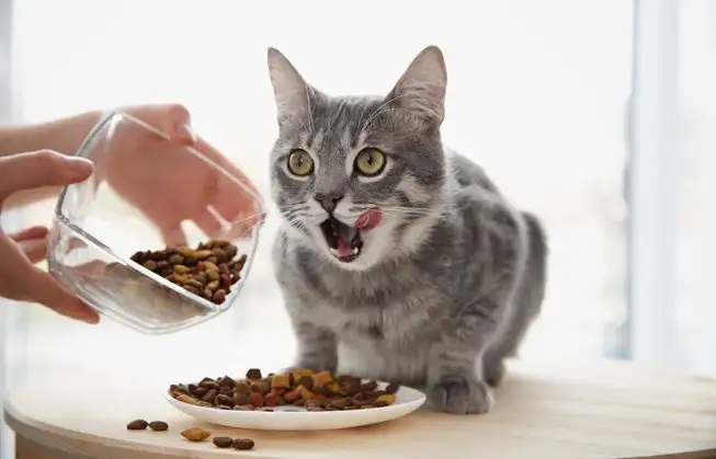 Cara Mudah Membuat Makanan Kucing Kering Untuk Kucing