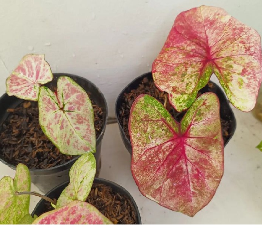 Rumah Lebih Hoki dan Berkah, Ini 6 Tanaman Hias Pembawa Keberuntungan Bagi Pemilik Rumah