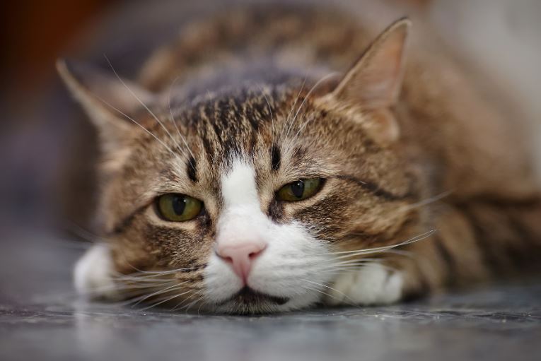 Sering Disepelekan! Ini 5 Penyebab Kucing Flu dan Batuk di Musim Hujan, Serta Cara Pencegahannya