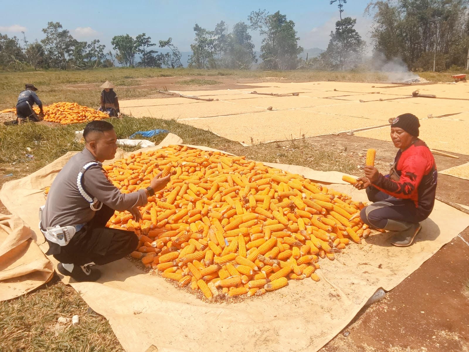 Majalengka Bidik Produksi Jagung 112 Ribu Ton pada 2026