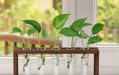 5 Tanaman Hias Hidroponik Terpopuler Berikut Ini Mudah Dirawat & Hemat Tempat, Cocok Untuk Dekorasi Minimalis