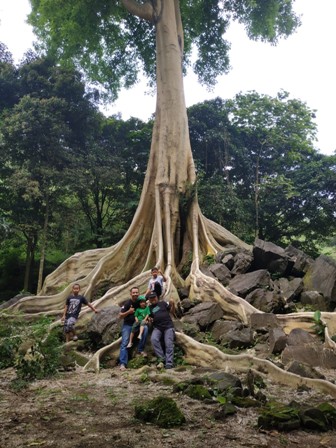 Unik  dan Menarik Pohon Leles Jadi Perhatian Pecinta Lingkungan