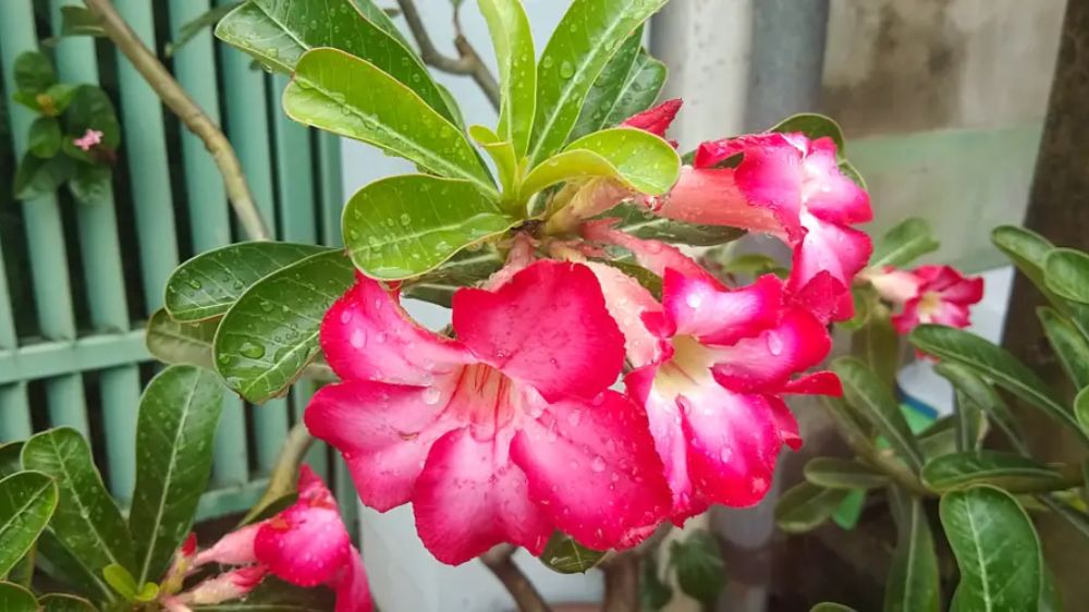 7 Tanaman Hias Outdoor Populer dengan Daun Unik dan Bunga Warna Warni, Taman Jadi Lebih Hidup