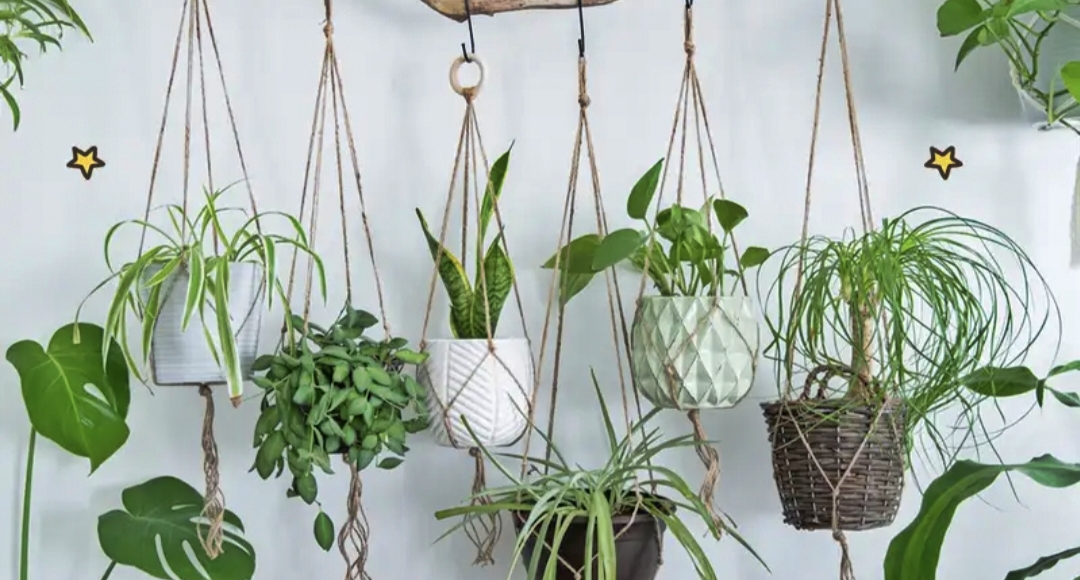 10 jenis tanaman hias yang cocok digantung didepan rumah 