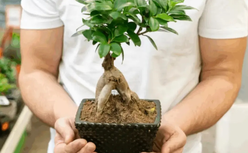 Bawa Keberuntungan Bagi Pemilik, Berikut 7 Tanaman Hias Pembawa Hoki yang Mudah di Rawat 