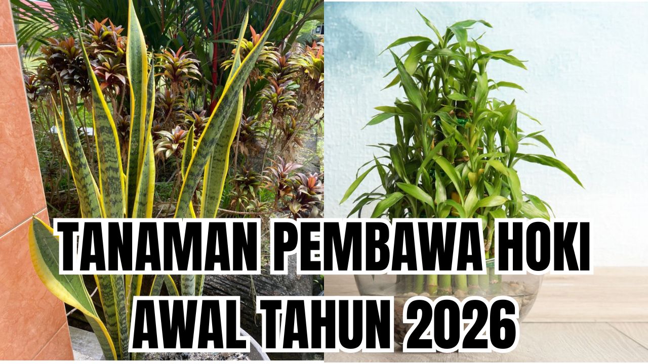 3 Tanaman Pembawa Hoki di Tahun Baru 2026 Ini Bisa Bawa Suasana Baru ke Rumah Kamu!